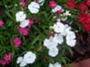 Pansies