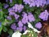 Pansies