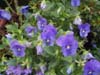 Pansies