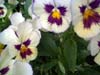 Pansies